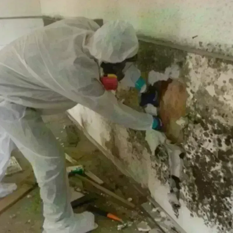 Mold Remediation and Removal in Dublin, GA